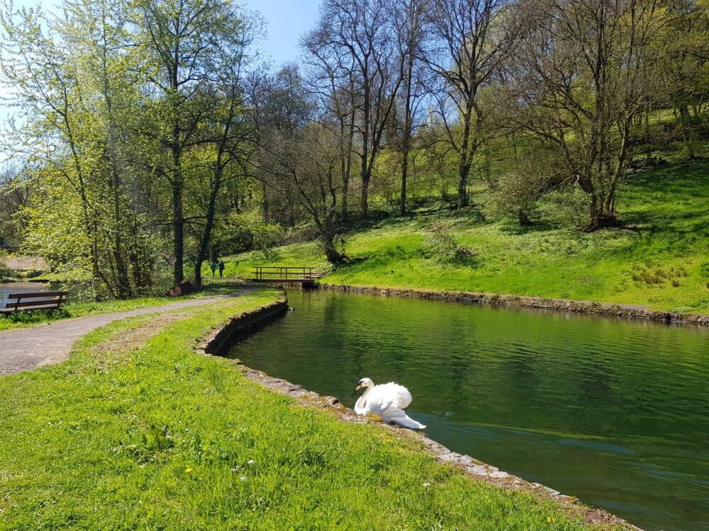 Teich im Grünberger Brunnental